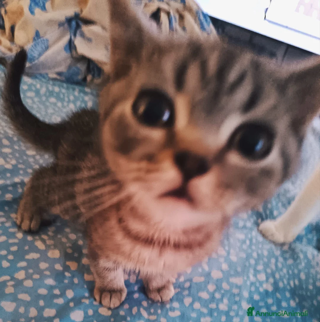 Scottish gatti in vendita: Cuccioli Scottish e British a Città metropolitana di Roma Capitale - Annuncio 4
