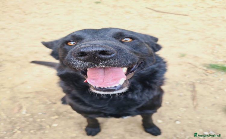 Meticcio cani a Città Metropolitana di Firenze - Annuncio 9
