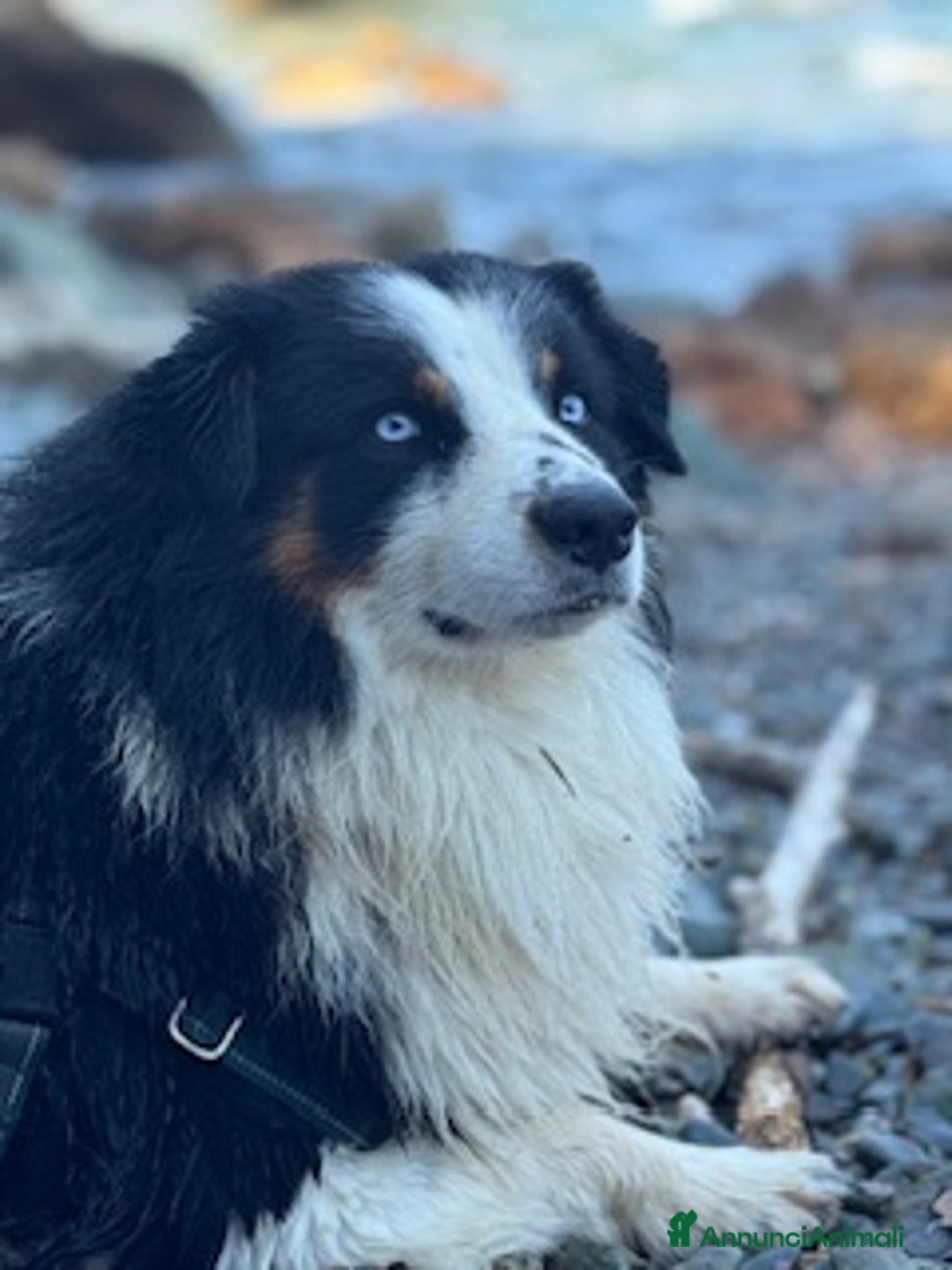 Australian Shepherd cani per accoppiamento: Maschio disponibile per accoppiamento - Annuncio 6