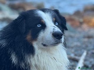 Australian Shepherd cani Maschio disponibile per accoppiamento - Annuncio 3