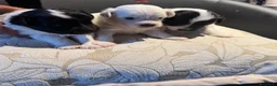 Maltese cani in vendita: Dolcissimi cuccioli di maltese super affettuoso   - Annuncio 5