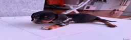 Bassotto cani in vendita: Bassotto - Annuncio 6
