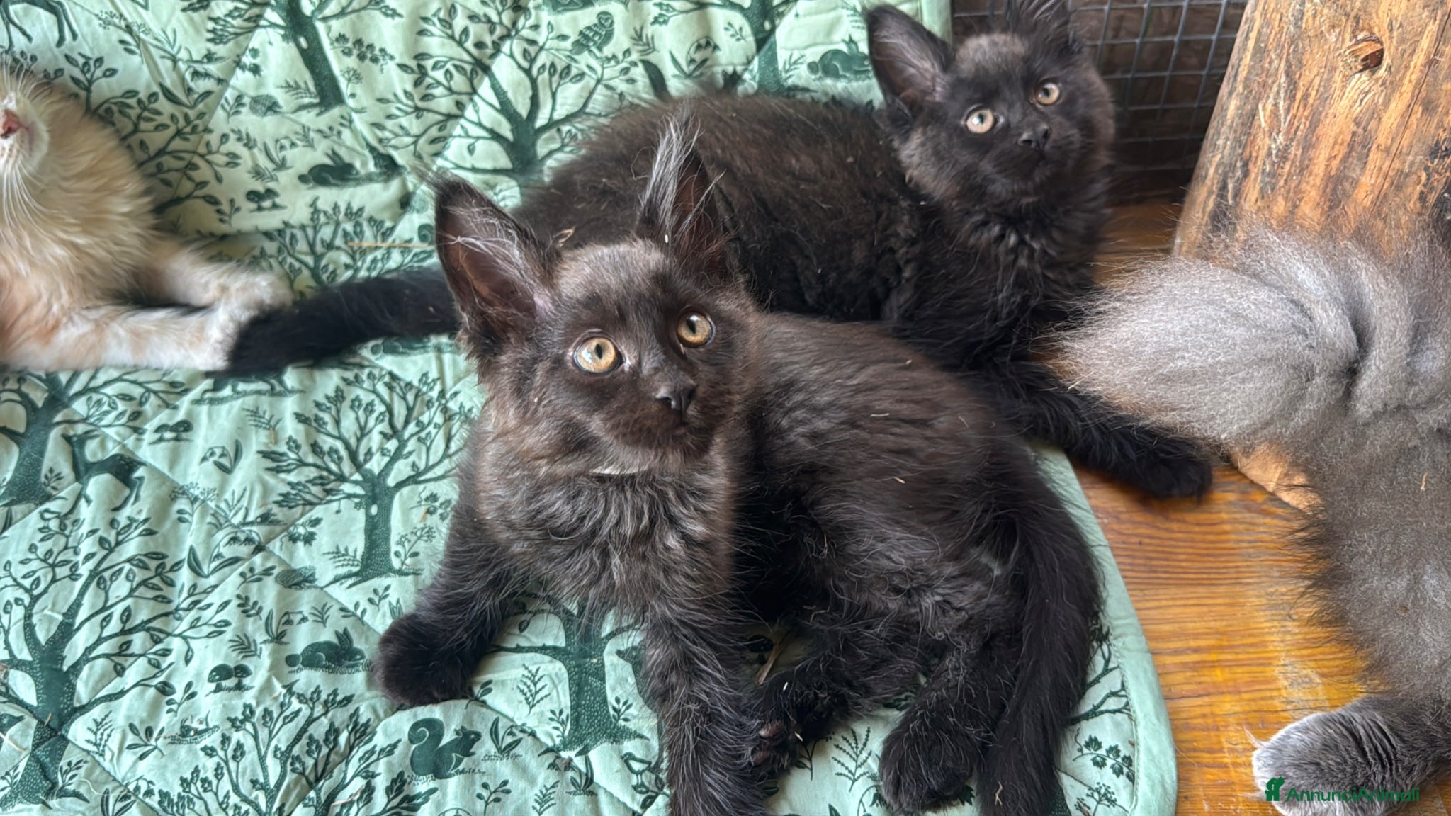 Maine Coon gatti in vendita: Cuccioli di maine coon manto black smoke - Annuncio 8