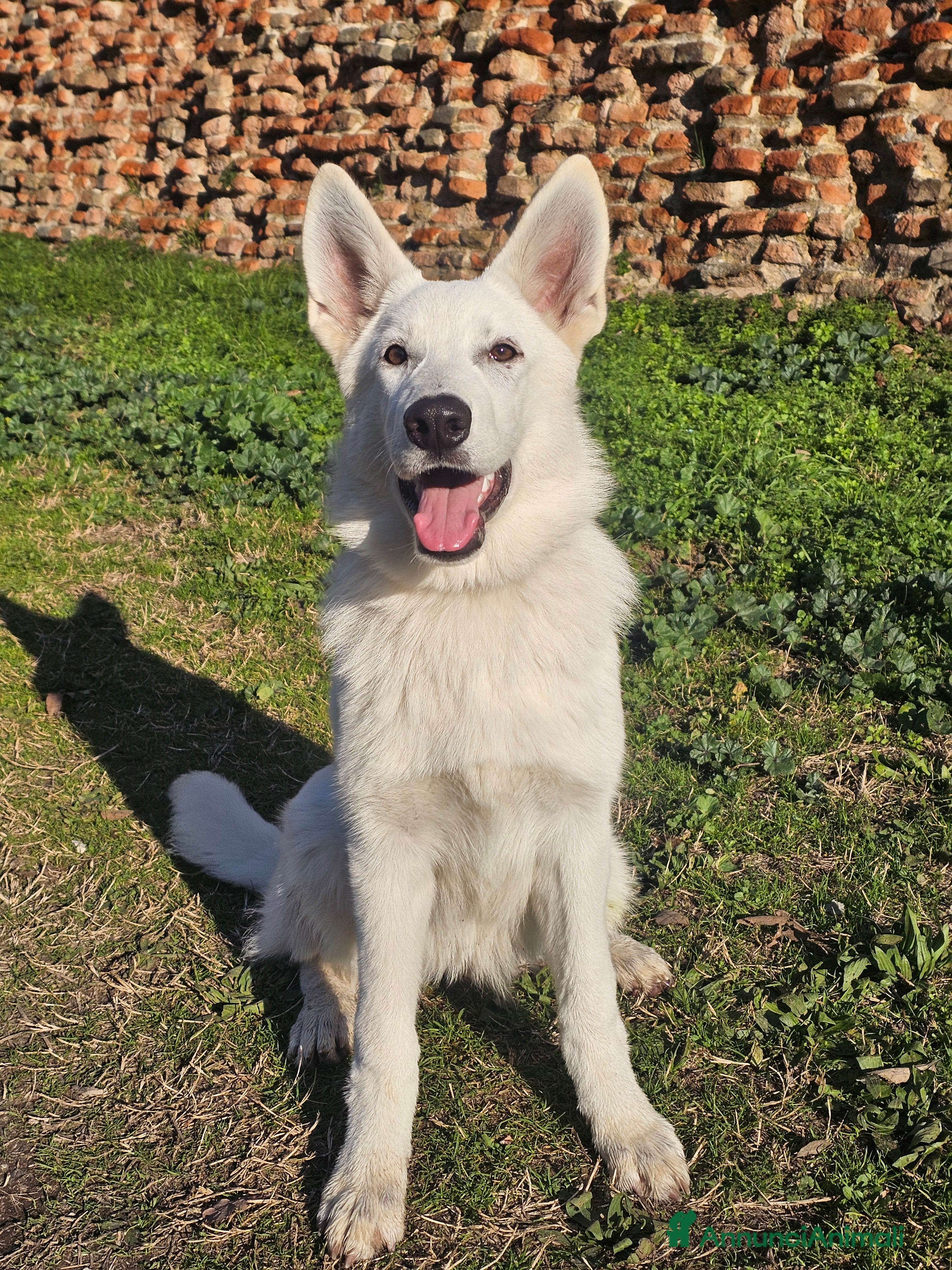 Pastore Svizzero cani cucciola di pastore svizzero  - Annuncio 3