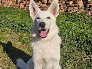 Pastore Svizzero cani cucciola di pastore svizzero - Annuncio 3