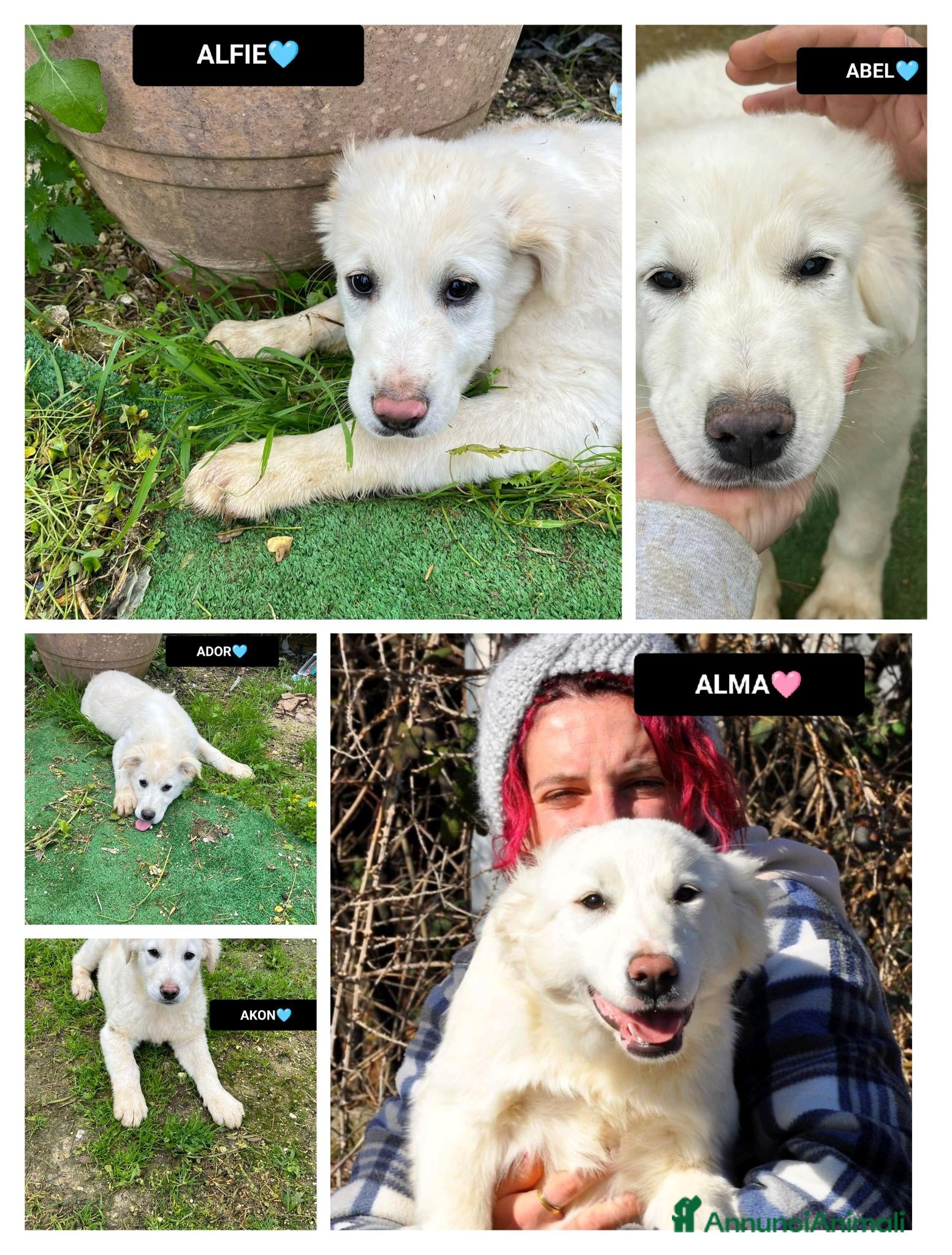 Meticcio cani ADOR, AKON, ABEL E ALFIE,  - Annuncio 6