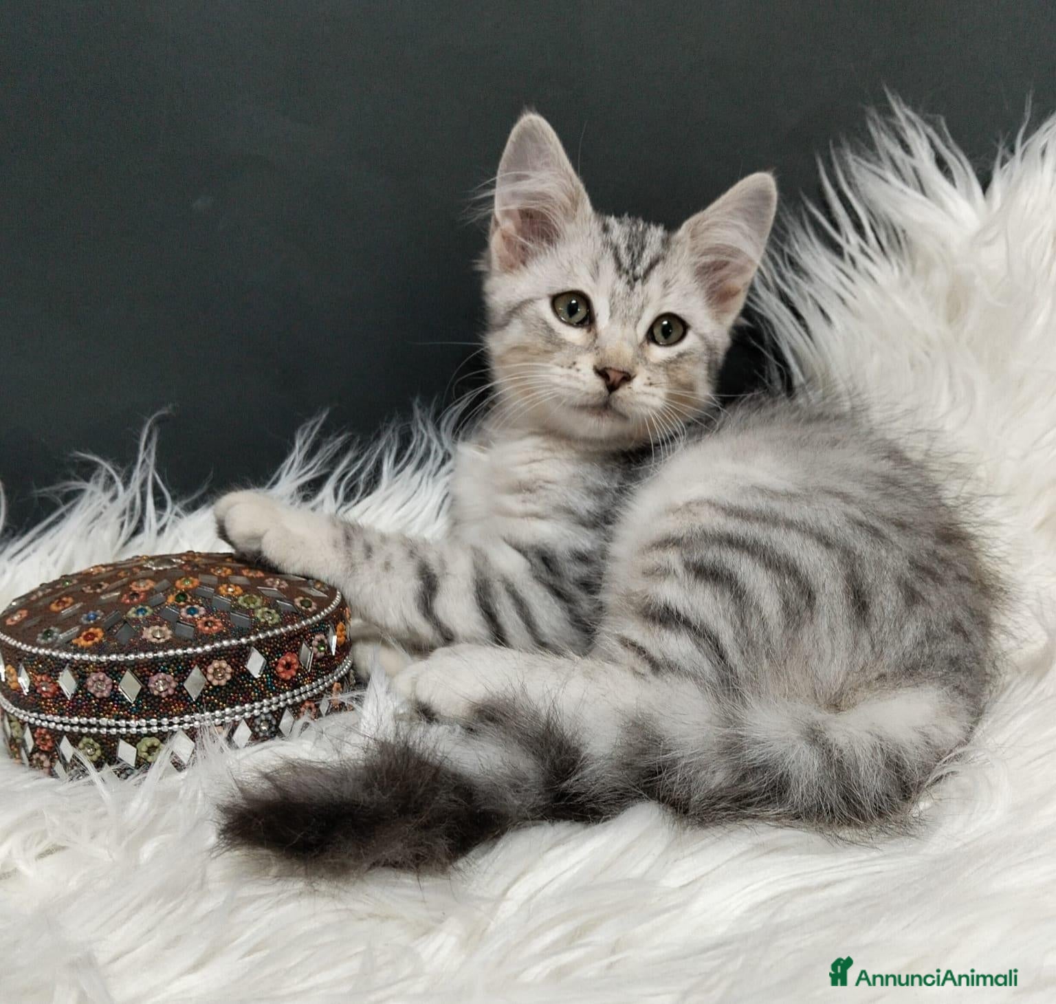 Siberiano gatti Siberiano  - Annuncio 13