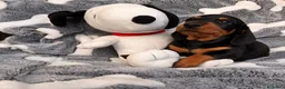 Bassotto cani in vendita: Bassotto Tedesco cuccioli - Annuncio 1