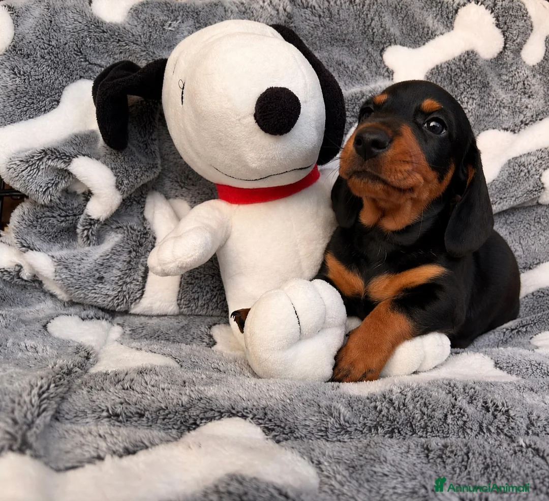 Bassotto cani in vendita: Bassotto Tedesco cuccioli - Annuncio 1