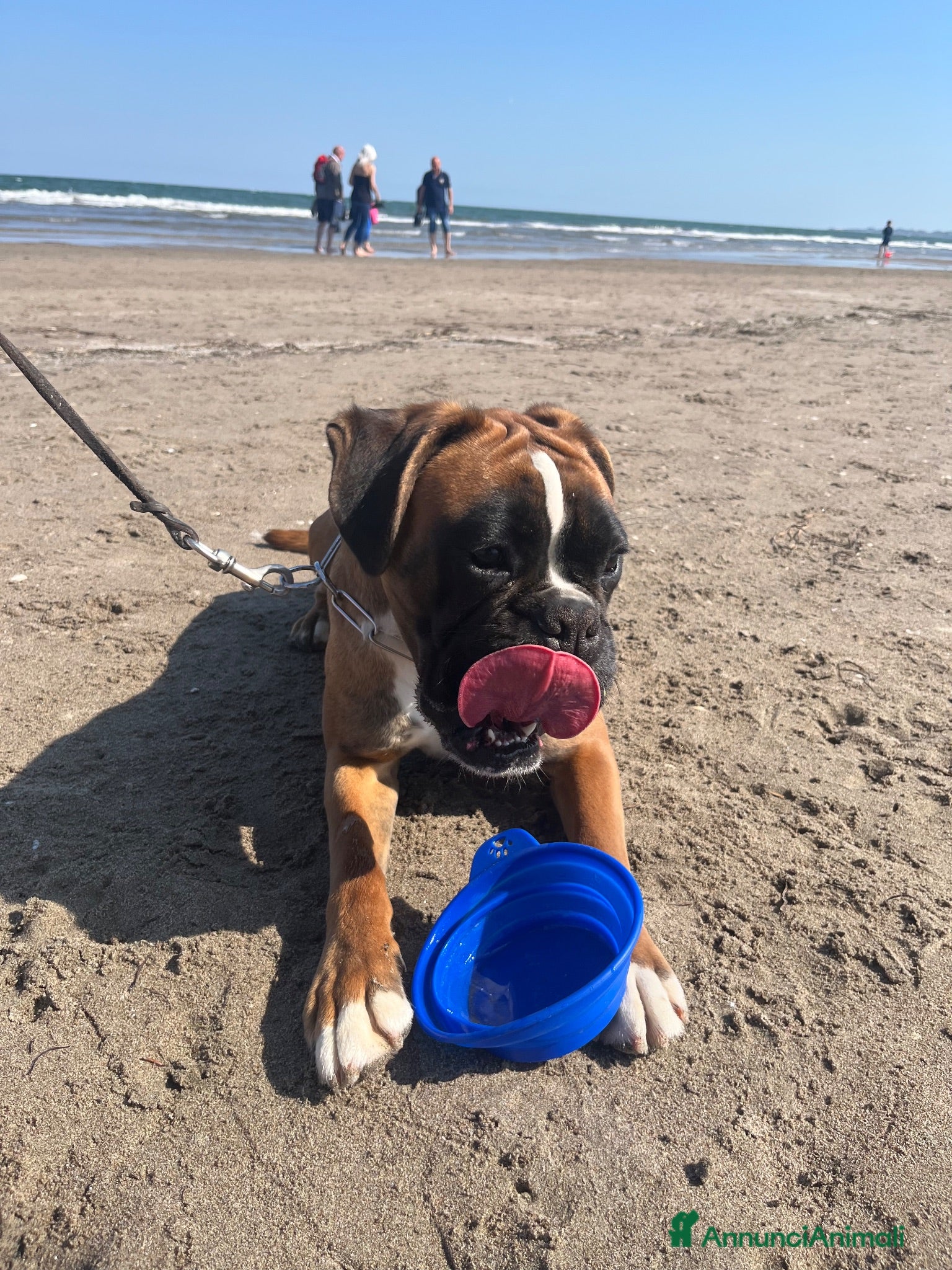 Boxer cani Boxer  - Annuncio 2