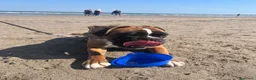 Boxer cani in vendita: Boxer  - Annuncio 1