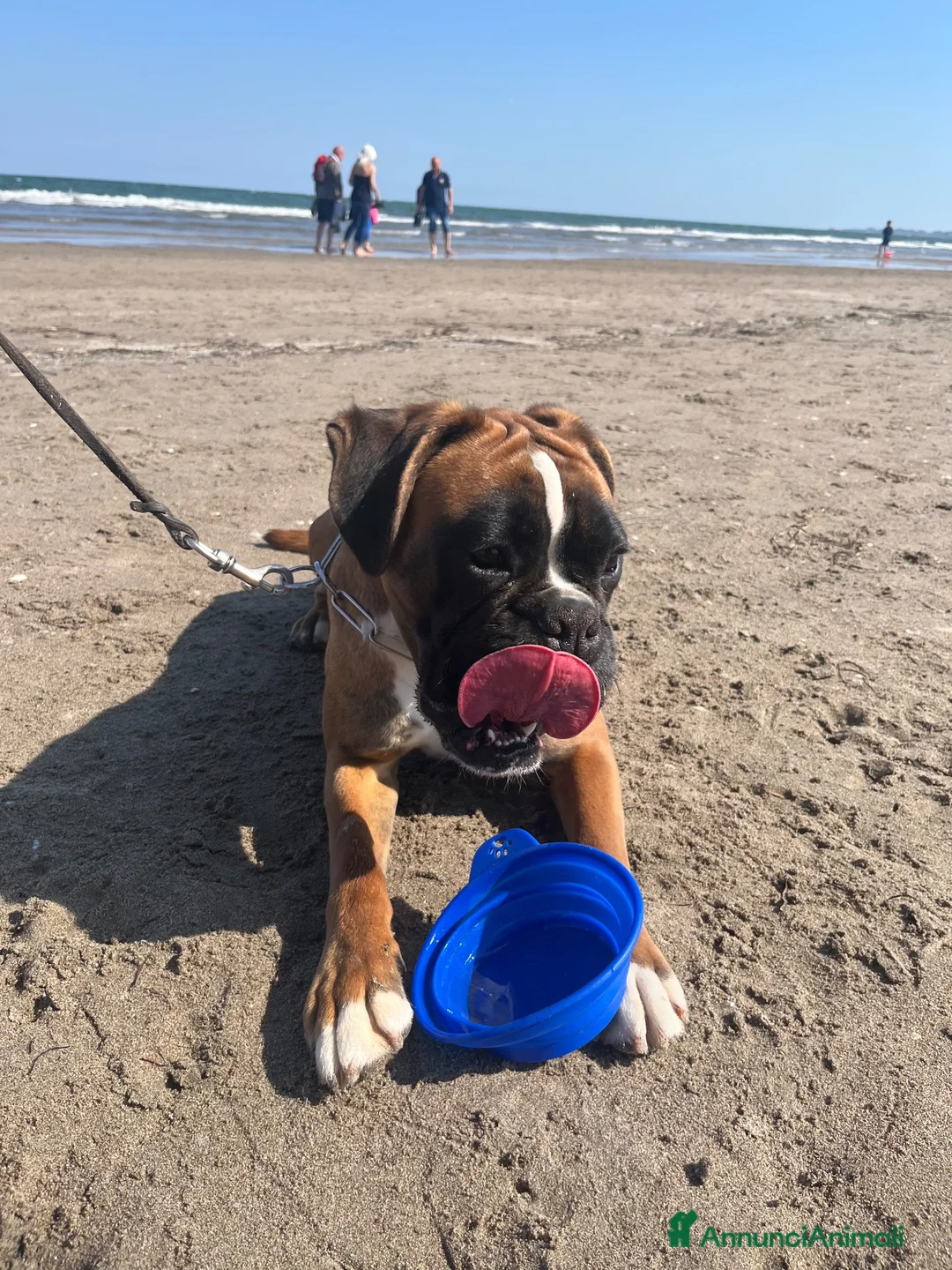 Boxer cani in vendita: Boxer  - Annuncio 1