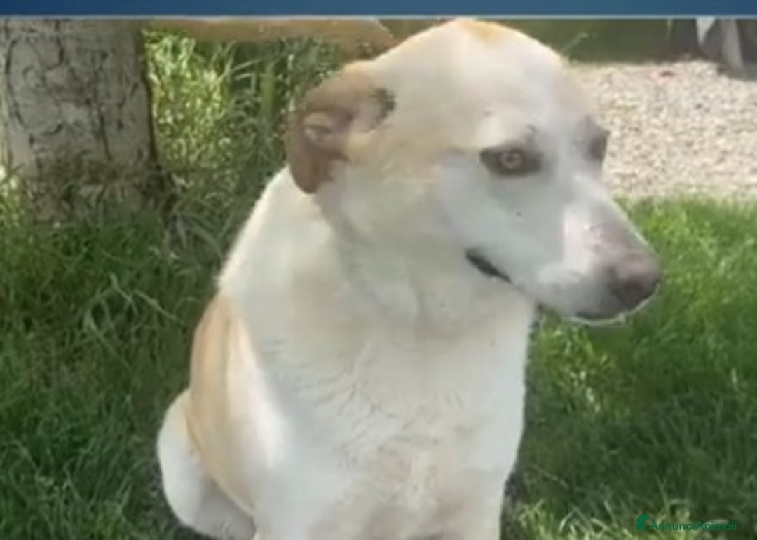 Meticcio cani in regalo: Airy femmina mix Labrador 3anni e 1/2 BRESCIA SOS - Annuncio 11