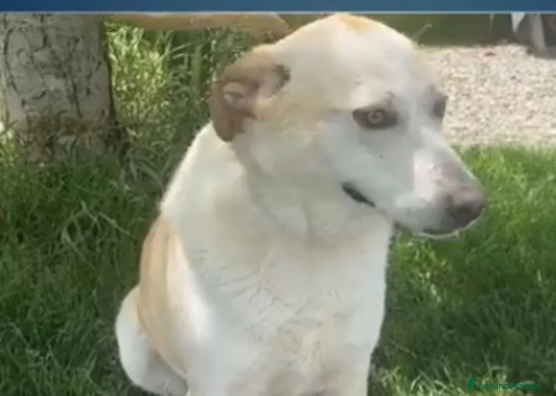 Meticcio cani in regalo: Airy femmina mix Labrador 3anni e 1/2 BRESCIA SOS - Annuncio 11