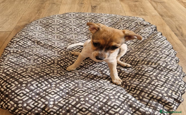 Meticcio cani a Provincia di Verona - Annuncio 1