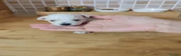Bolognese cani in vendita: Vendo cuccioli Bolognese  - Annuncio 8