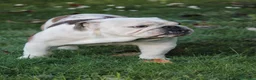 Bulldog cani in vendita: Bulldog Inglese con Pedigree a Provincia di Lecco - Annuncio 3