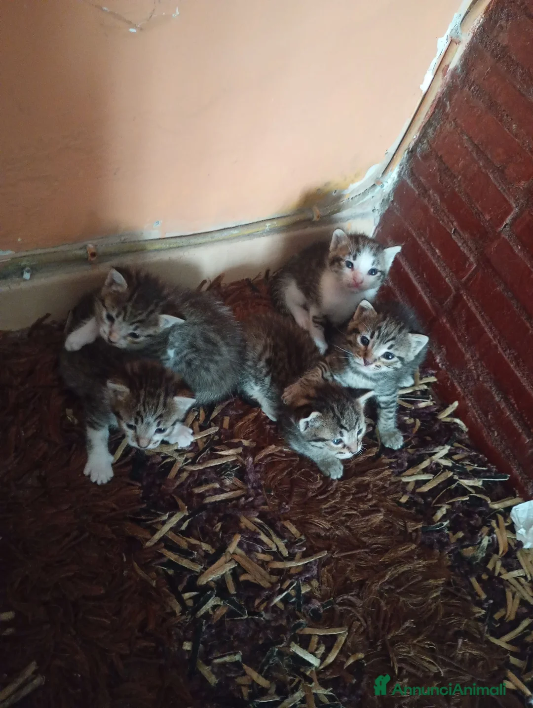 Meticcio gatti in regalo: Cuccioli gatto - Annuncio 2