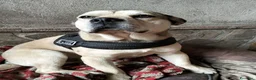 Meticcio cani in regalo: LINO 1 anno molto buono - Annuncio 2