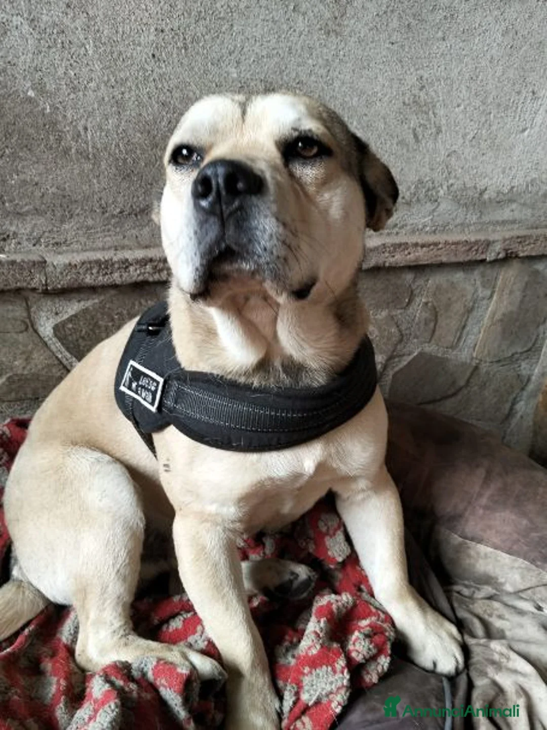 Meticcio cani in regalo: LINO 1 anno molto buono - Annuncio 2