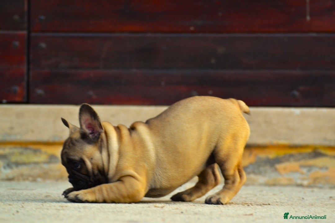 Bulldog Francese cani in vendita: Fulva femmina bulldog francese a Provincia di Rieti - Immagine 7