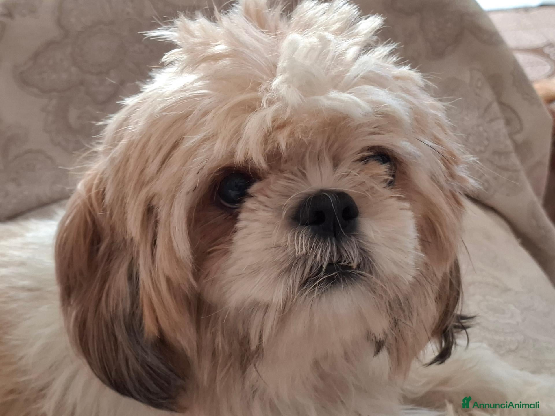 Shih Tzu cani Cucciolo di shitzu  - Annuncio 19
