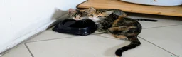 Meticcio gatti in regalo: Quattro gattini stupendi cercano casa - Annuncio 9