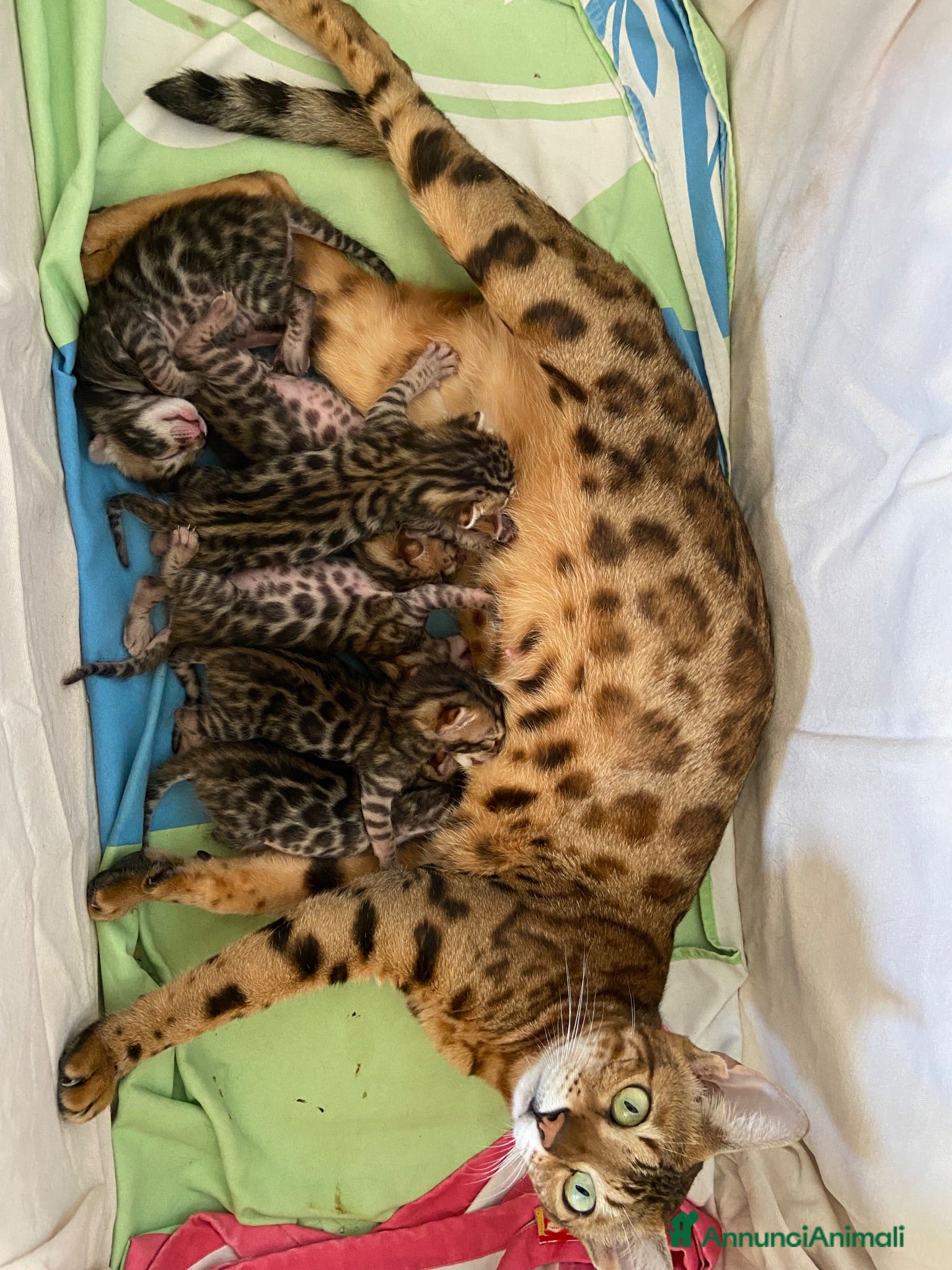 Bengala gatti Gatto bengala - Annuncio 1