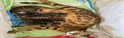 Bengala gatti in vendita: Gatto bengala a Libero consorzio comunale di Trapani - Annuncio 1