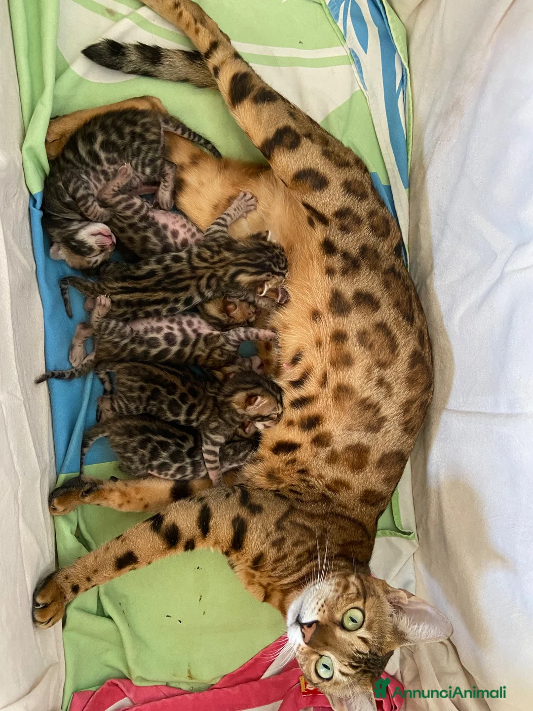 Bengala gatti in vendita: Gatto bengala a Libero consorzio comunale di Trapani - Annuncio 1