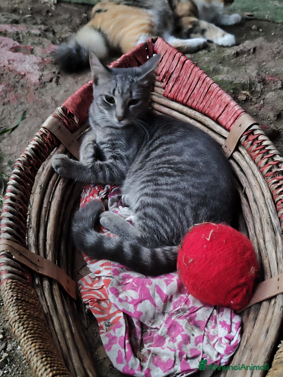 Europeo gatti in regalo: 🐾 Nìva, 3 Mesi, cerca casa! 🏡 a Provincia di Caserta - Immagine 1