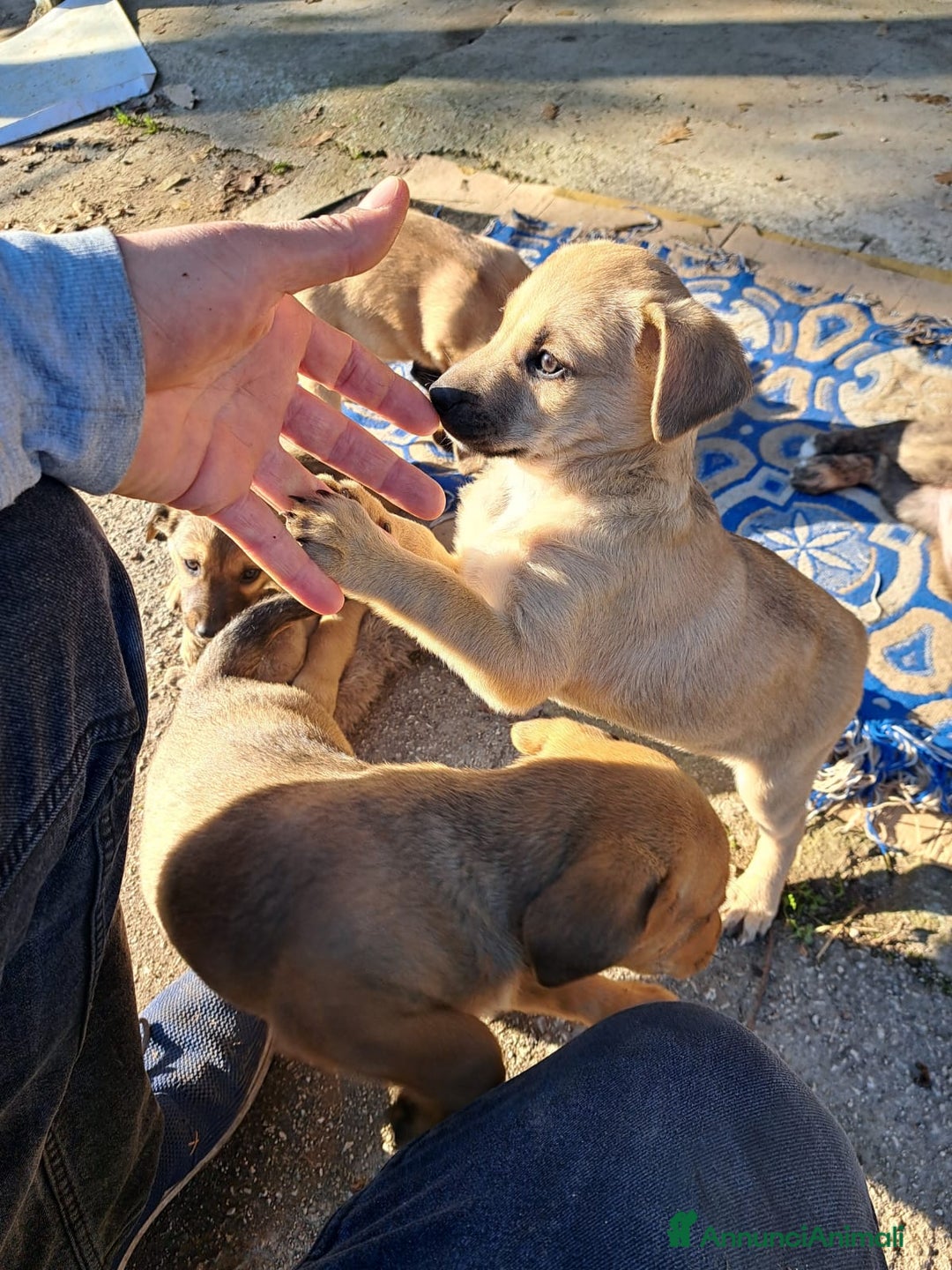 Meticcio cani in regalo: Si regalano i cagnolini  - Annuncio 8