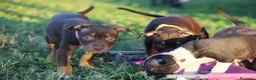 Pitbull cani in vendita: Cuccioli Pit Bull con pedigree anche a rate - Annuncio 11