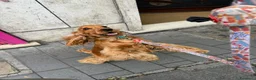 Cocker cani per accoppiamento: Fantastico cocker spaniel inglese   - Annuncio 8