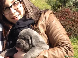 Cane Corso cani Spettacolari cuccioli di Cane Corso - Annuncio 1