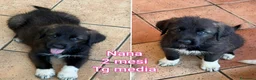 Meticcio cani in regalo: CUCCIOLI SOLI ED ESCLUSI  a Città Metropolitana di Genova - Annuncio 5