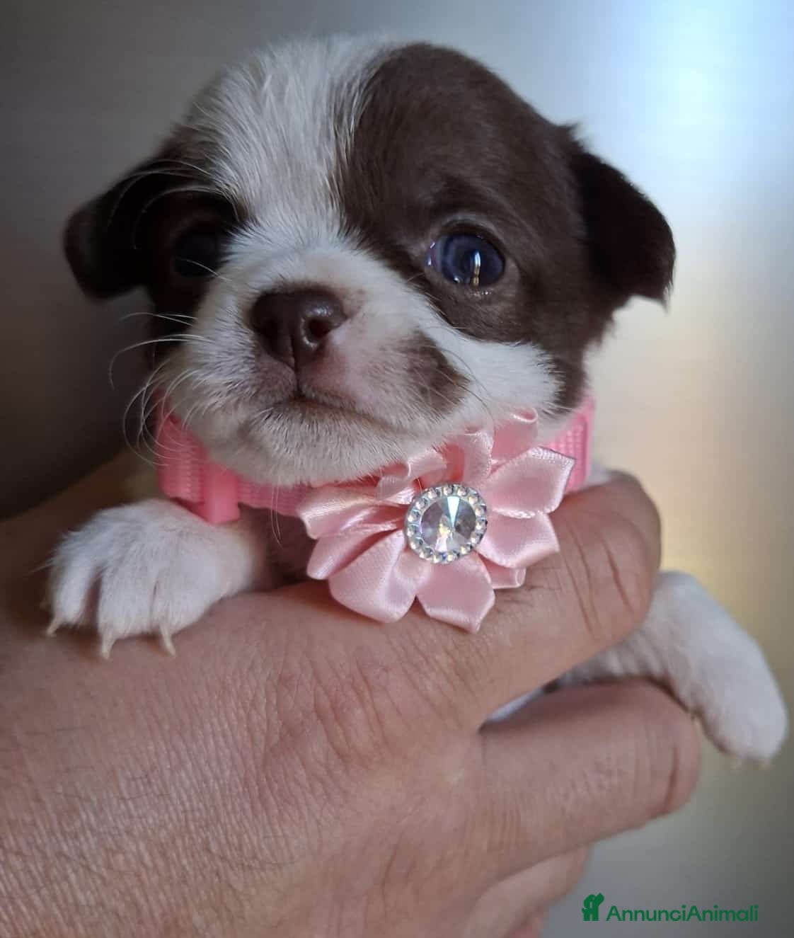 Chihuahua cani Chihuahua pelo lungo  - Annuncio 15