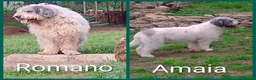 Altre razze cani in vendita: Romanian Mioritic shepherd dog  - Annuncio 4