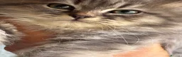 Siberiano gatti in vendita: cucciole di siberiano con pedigree - Annuncio 12