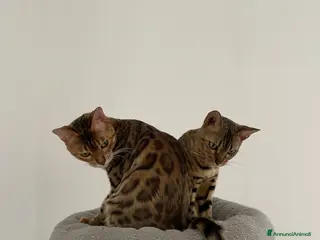 Bengala gatti Cucciolo Bengala - Annuncio 20