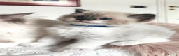Ragdoll gatti in vendita: stupendo cucciolo ragdoll con pedigree ministerial - Annuncio 3