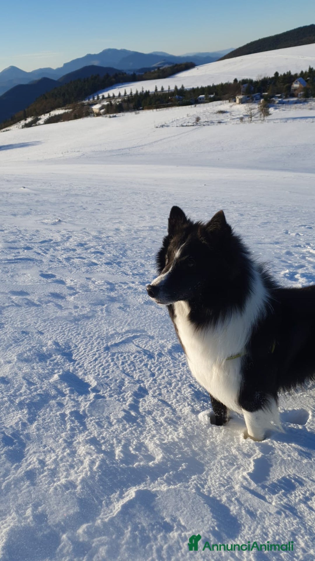 Border Collie cani per accoppiamento: Border collie maschio a Provincia di Ancona - Immagine 2