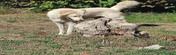 Meticcio cani in regalo: Clara, coccolona e giocherellona - Annuncio 3