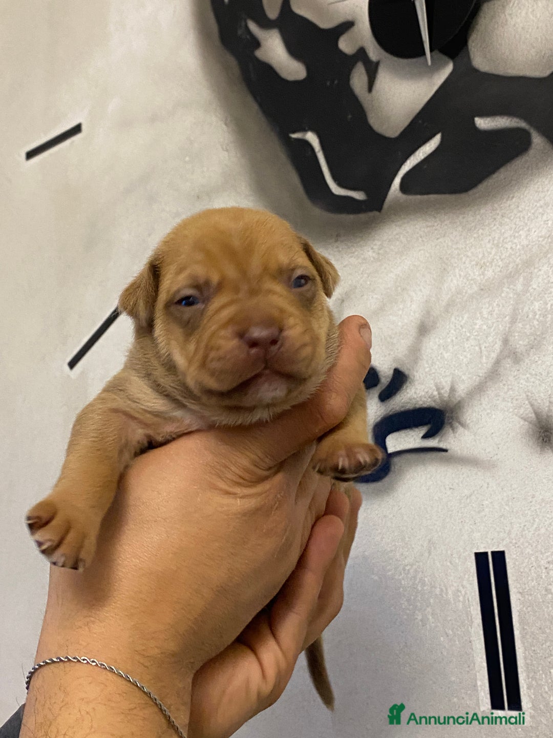 Pitbull cani in vendita: Cuccioli di Pitbull UKC con Pedigree  - Annuncio 2