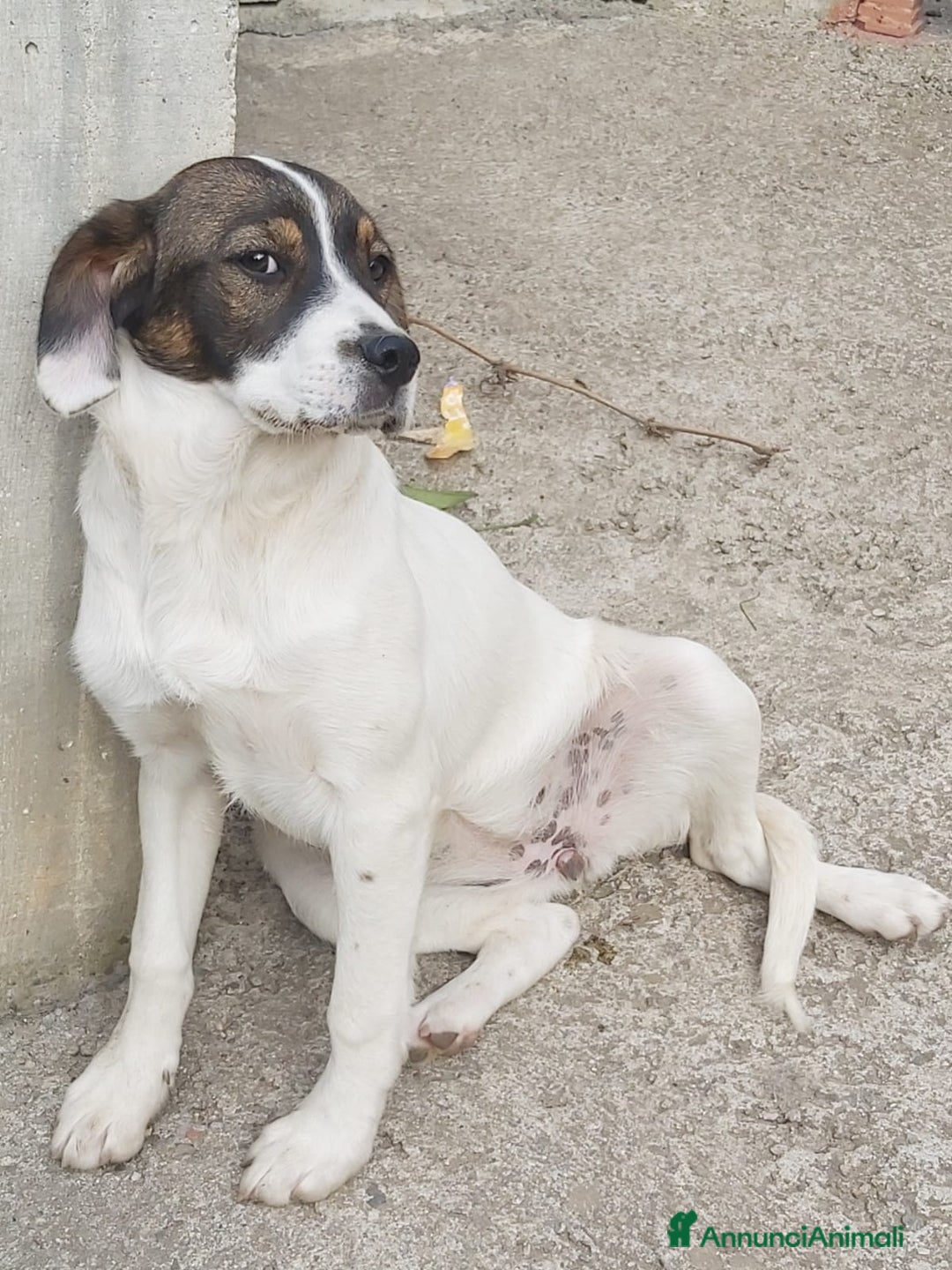 Meticcio cani in regalo: Mix Breton(mamma pura)15mesi nn trovano casa.Calab a Città Metropolitana di Milano - Annuncio 2
