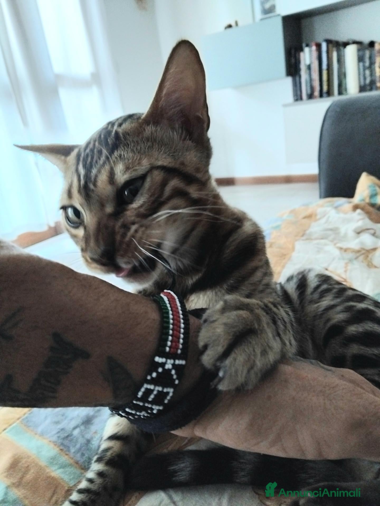 Bengala gatti Dolcissimo gattino del bengala con pedigree AFSI  - Annuncio 2