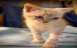 Siamese gatti in regalo: Gattino occhi azzurri incrocio siamese a Metropolitan City of Rome Capital - Immagine 7