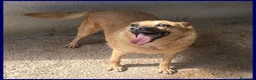 Meticcio cani in regalo: BOMBER simpaticone con tanta voglia di giocare - Annuncio 1