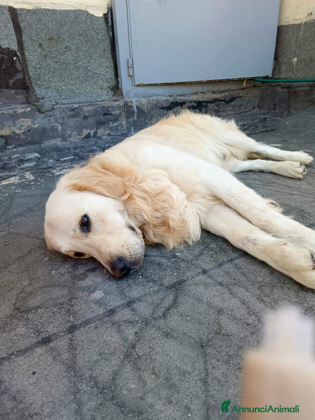 Golden Retriever cani in regalo: Max, una meraviglia di Golden Retreiver - Annuncio 2