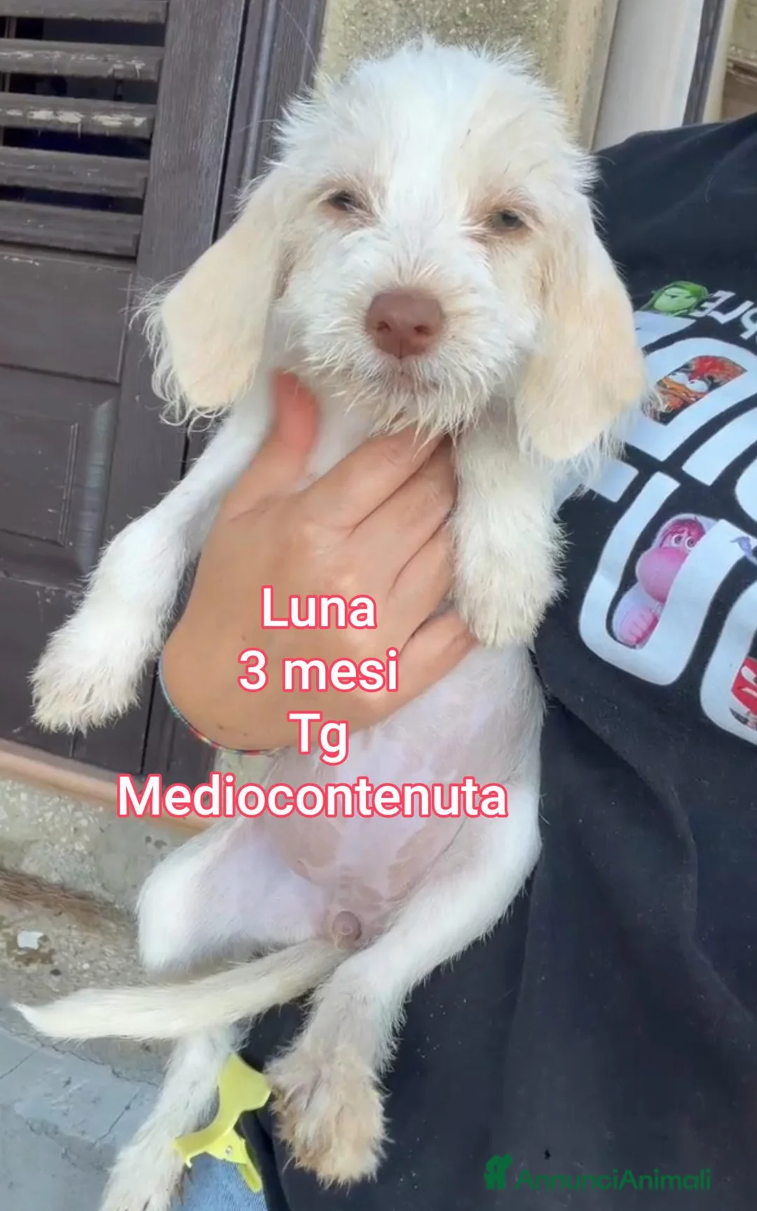 Meticcio cani in regalo: TANTI CUCCIOLI SOLI  a Provincia di Vicenza - Annuncio 2